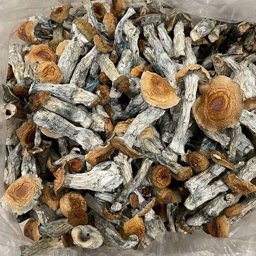 Buy Golden Teachers Shrooms Online